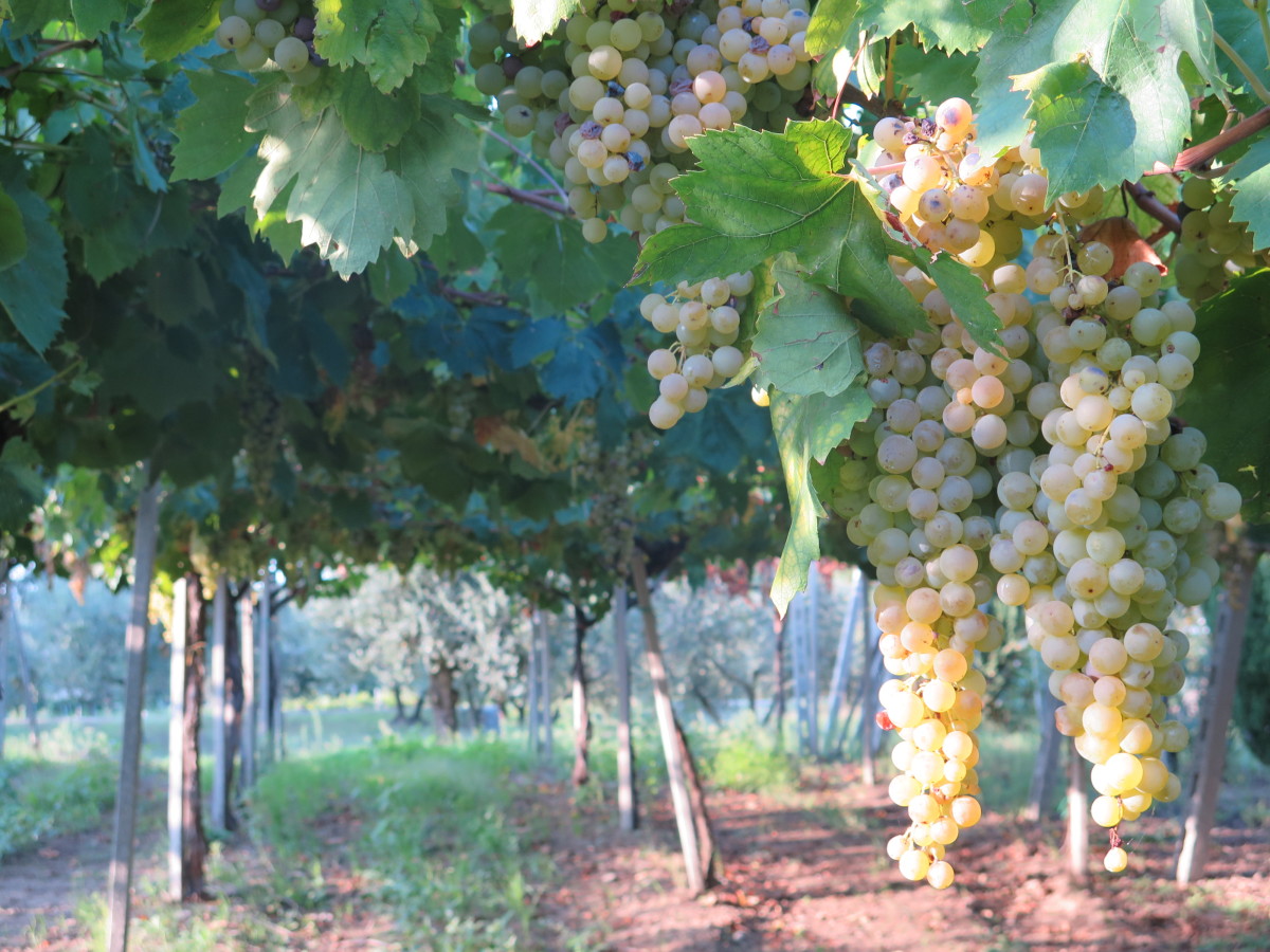 Hanging Grapes