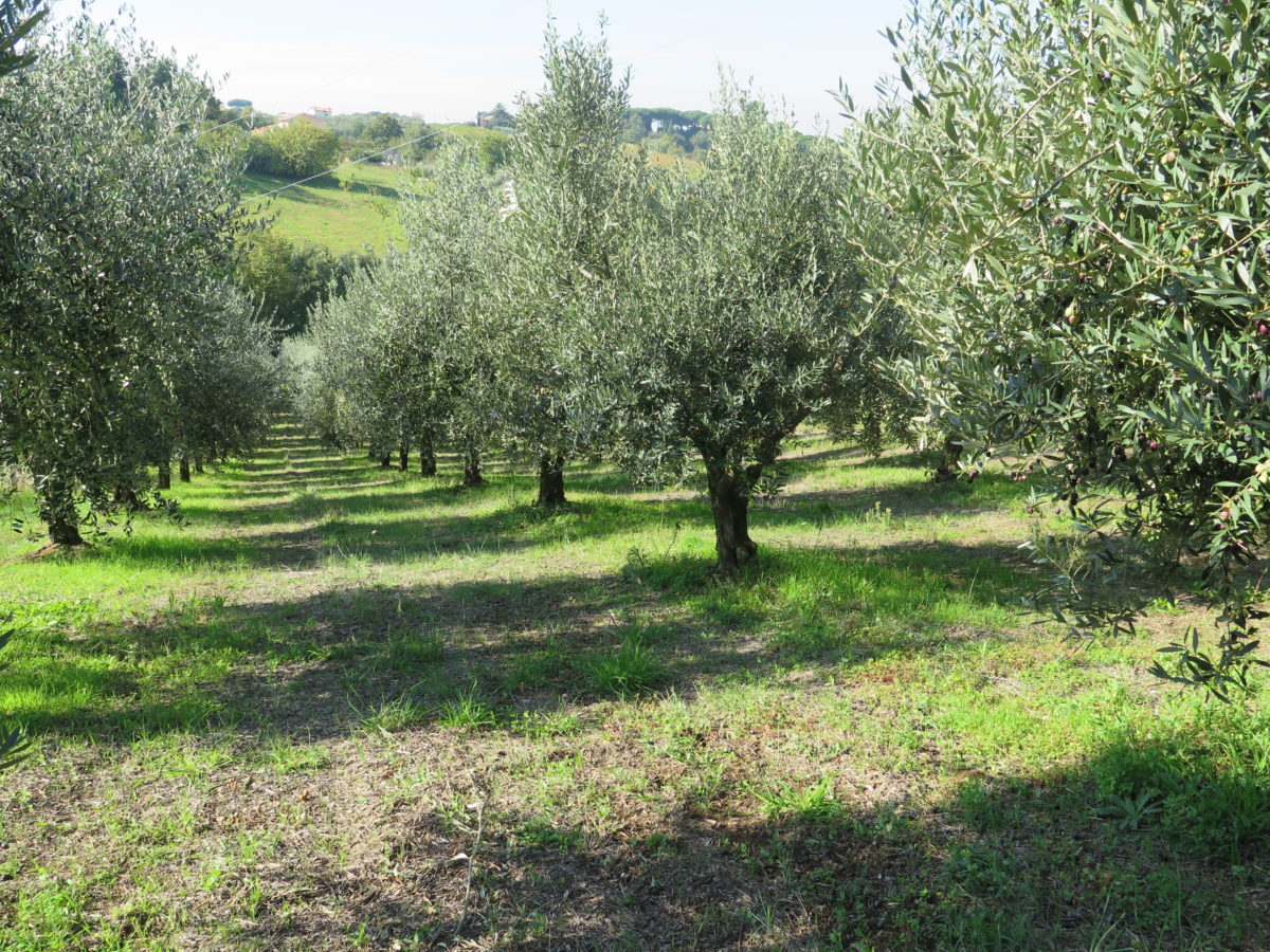 Olive Trees