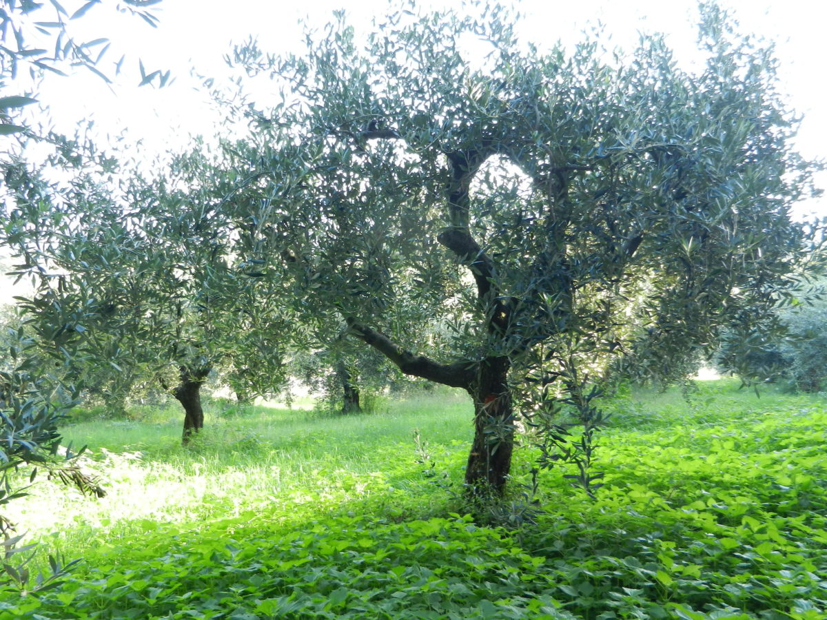 Olive Tree at Casale Sonnino