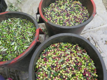 Olives In Barrels at Casale Sonnino
