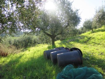 olive oil barrels in front of tree