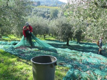 Floriano gathering net for Olives