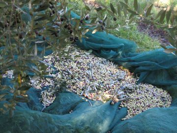 Olives in Nets
