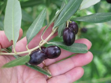 purple olives for olive oil