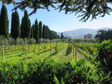 View of barn and vineyard (1)